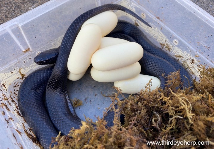 Mexican Black Kingsnake